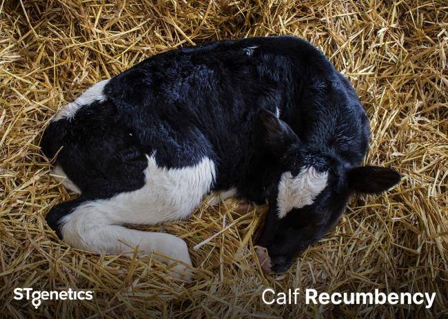 Calf recumbency