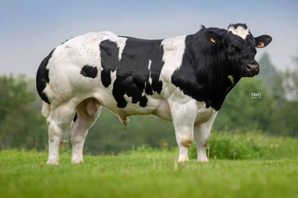 Taureau Mong, BBB.com