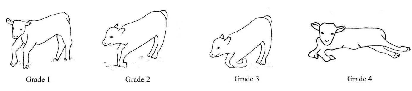 Grades d'atteinte des animaux