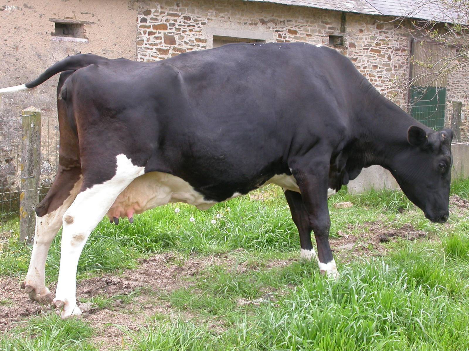 vache dont les pattes arrière sont tendues involontairement