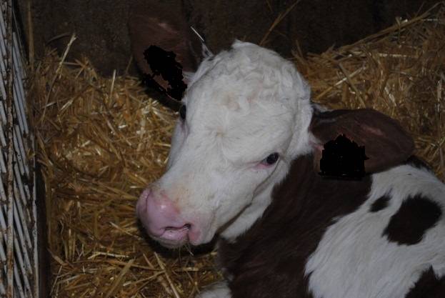 veau possédant une fissure labiale