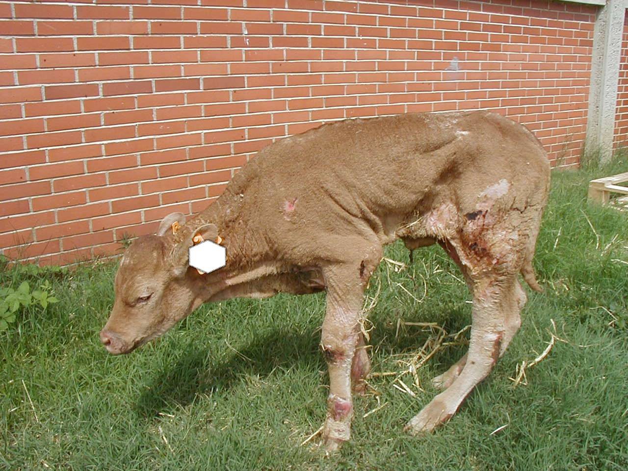 veau paillasson