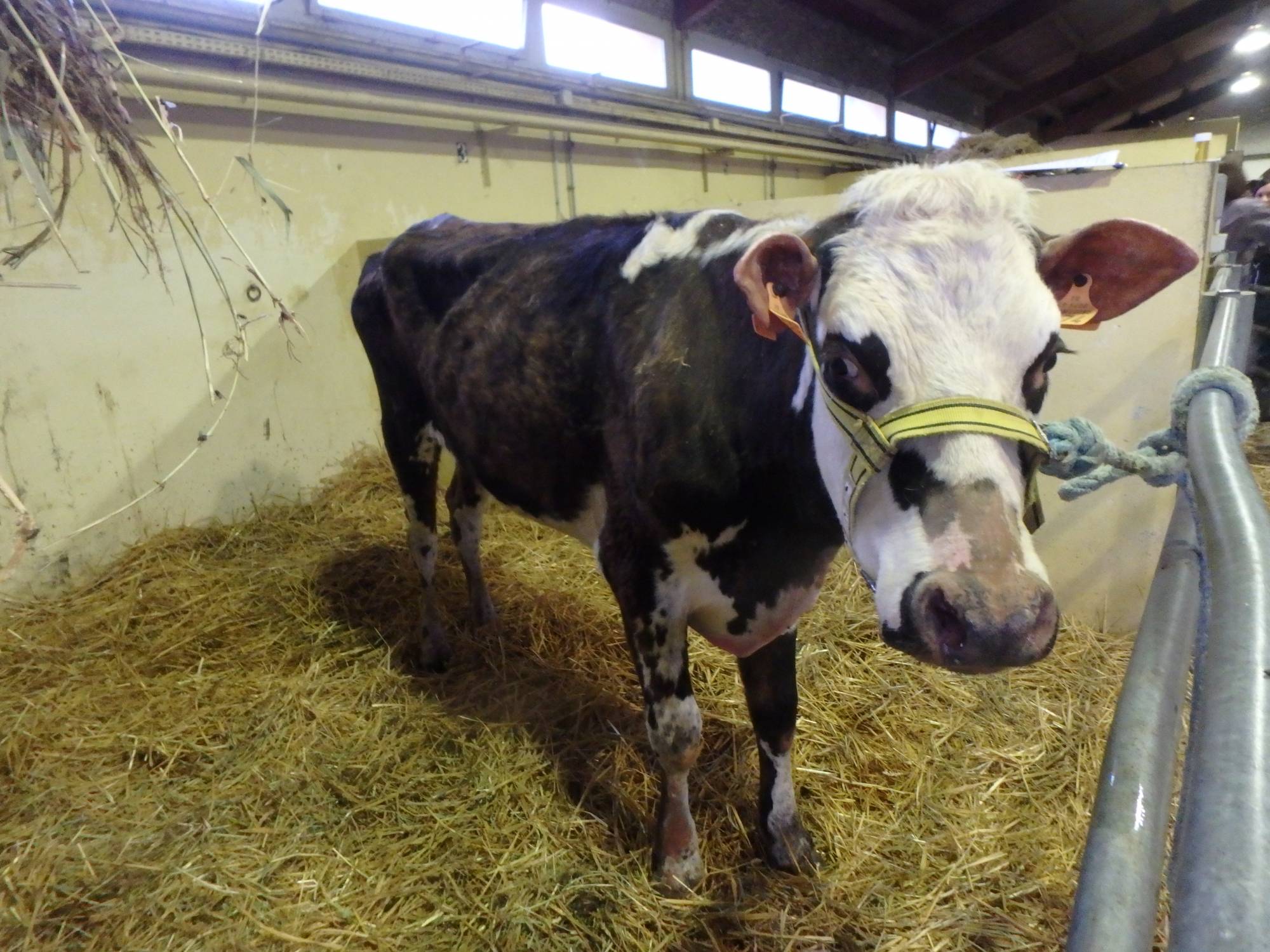 alopecie mufle, oreilles, queue, extremite des pattes