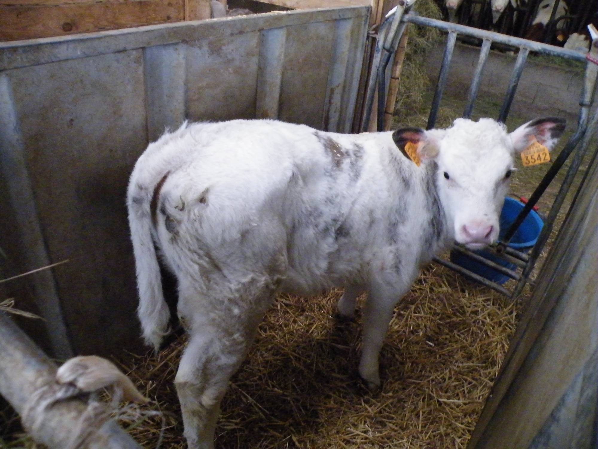 Vache Milca