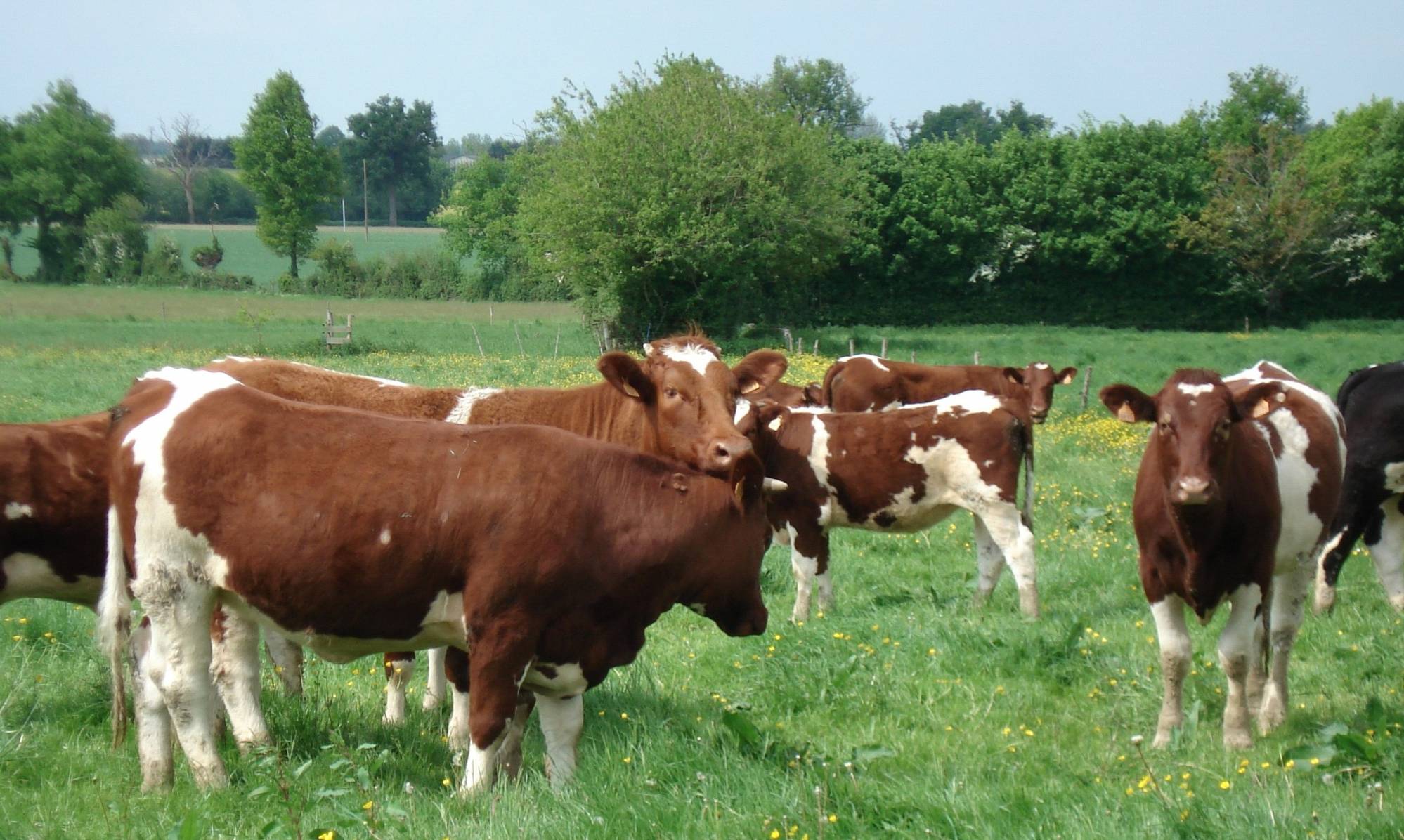 Anomalie Veau Tourneur en race Rouge des Prés