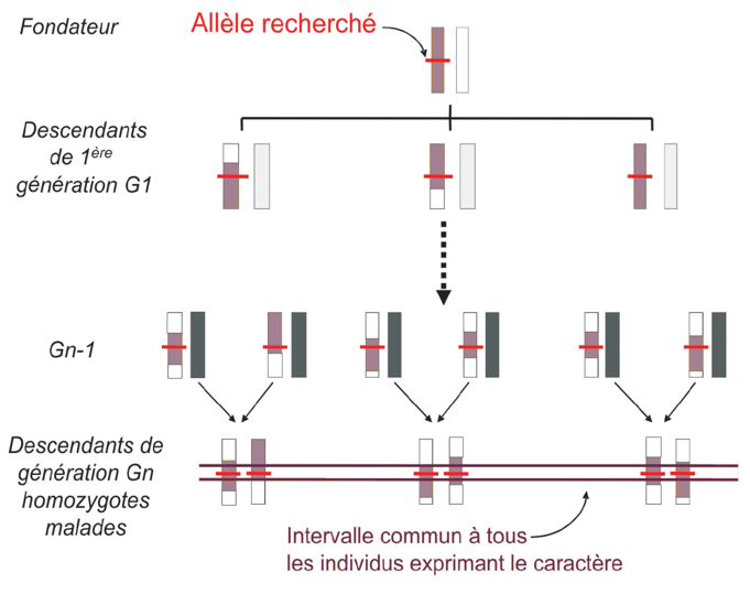 La cartographie par homozygotie Ytournel et al. (2008)