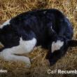 Calf recumbency