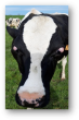 Vache de face, présentant les yeux exorbités qui louchent