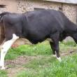 vache dont les pattes arrière sont tendues involontairement