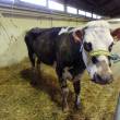 alopecie mufle, oreilles, queue, extremite des pattes