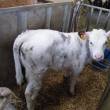 Vache Milca