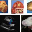 phenotypes des filles d'ETSAR