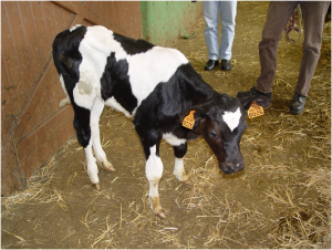 L’anomalie Syndactylie en race Holstein